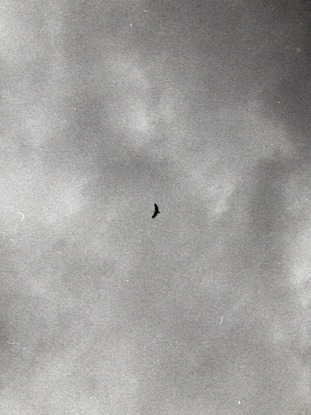 ptak na niebie, fotografia czarno-biała